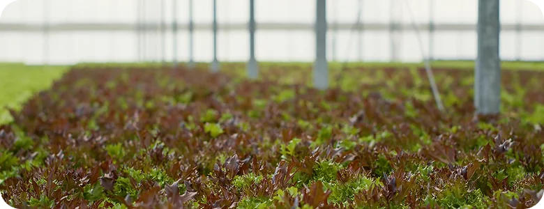 Modern Machinery Boosts Farm Productivity